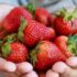 Low Calorie Jelly – A Guilt-Free, Sugar-Free Dessert You’ll Love